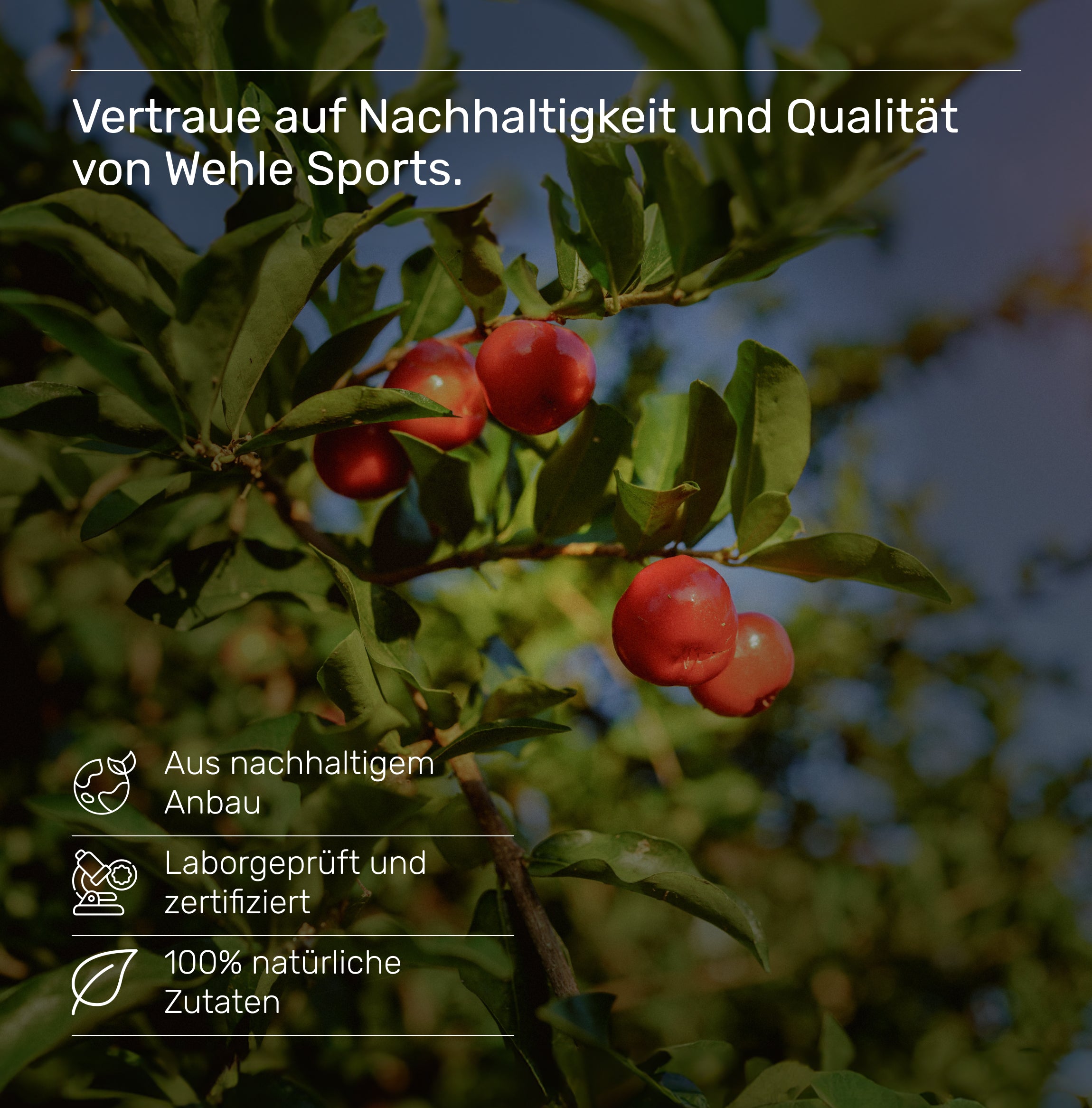 Wehle Sports natürliches Vitamin C Acerola Extrakt Hagebutten Extrakt - 240 Kapseln